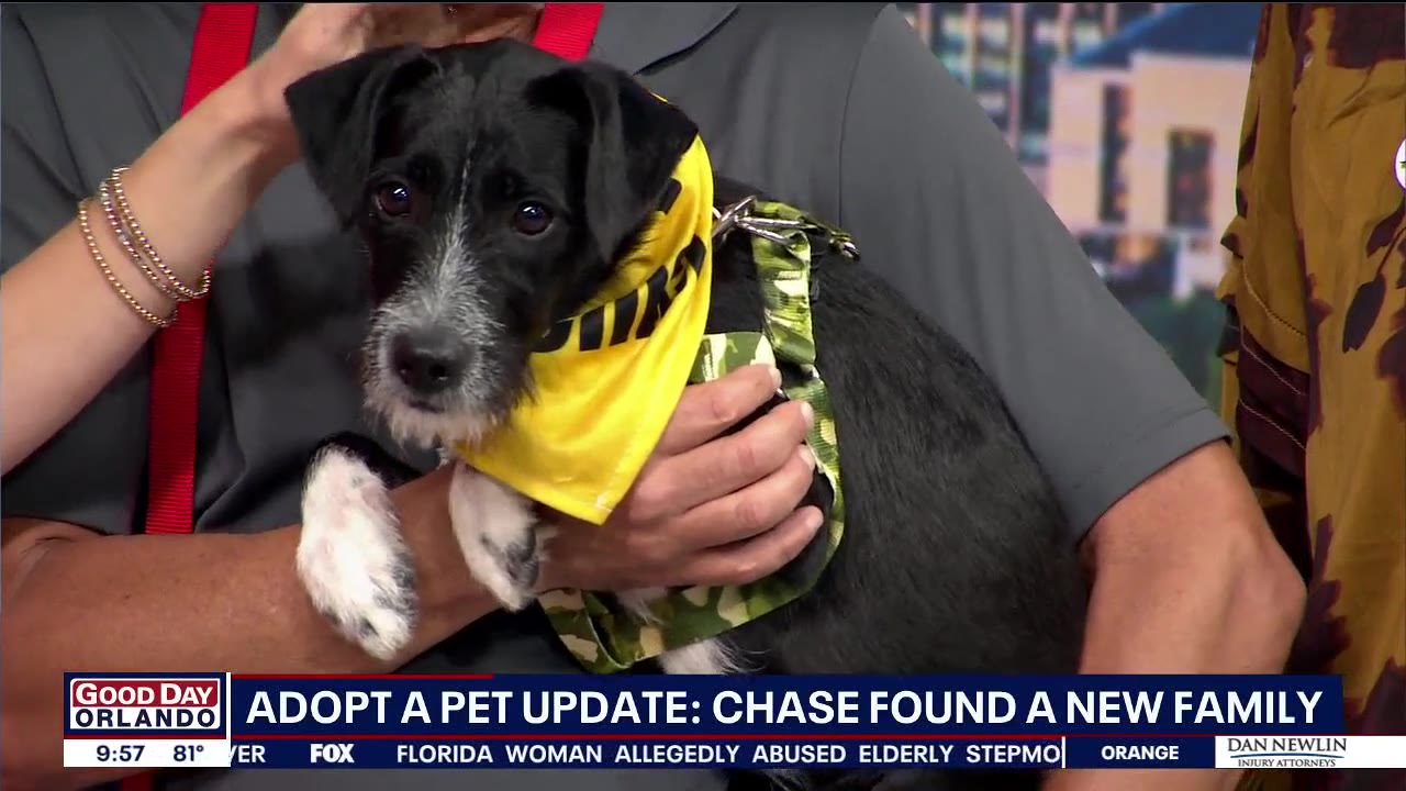 Adopt-A-Pet: Meet Chillipoo