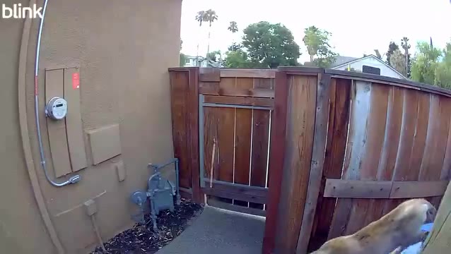 Mountain lion was spotted near Brentwood residential home