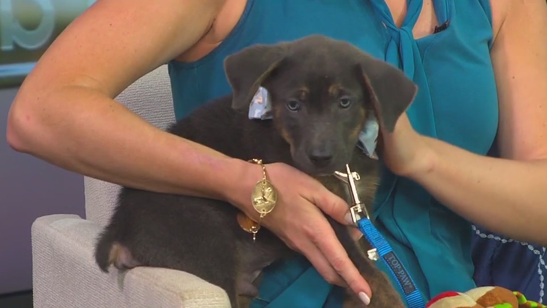 Meet Steve, our FOX 13 Pet of the Week