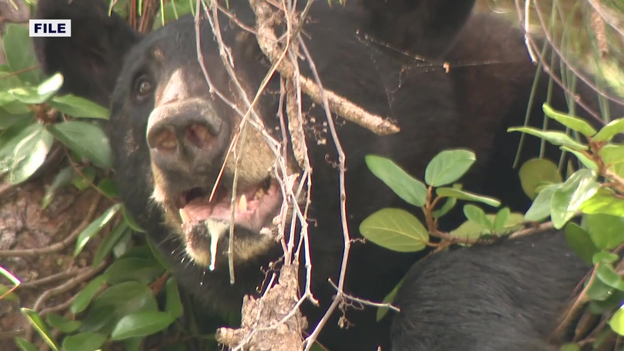 Ataque con oso: por qué los osos negros atacan a los humanos