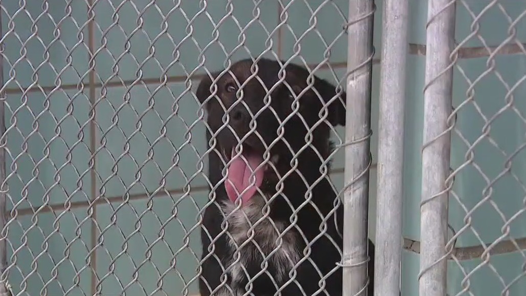 Extreme heat impacts dogs at Pet Resource Center