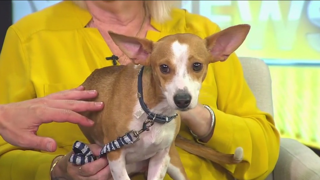 Meet Julius, our FOX 13 Pet of the Week
