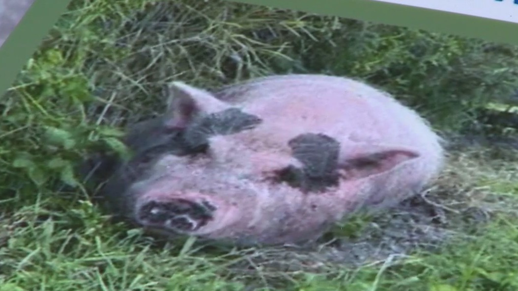 SPCA of Tampa Bay cited for animal cruelty over pig