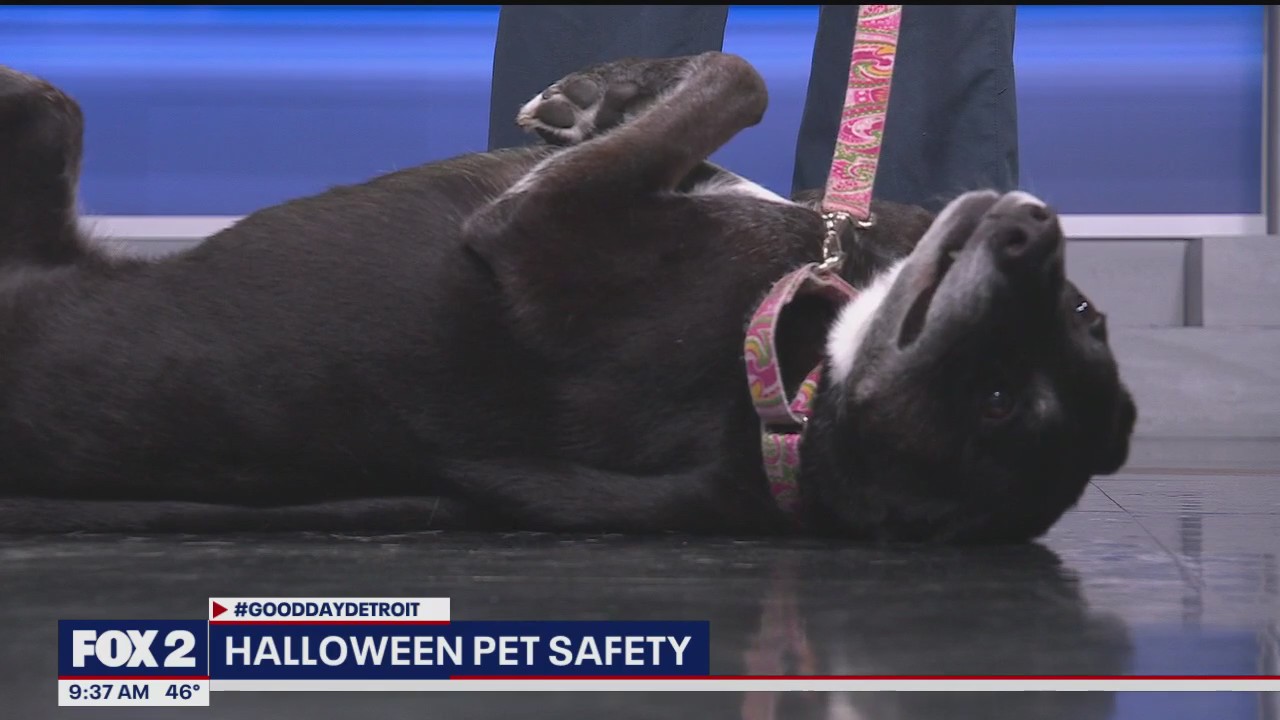 Halloween pet safety