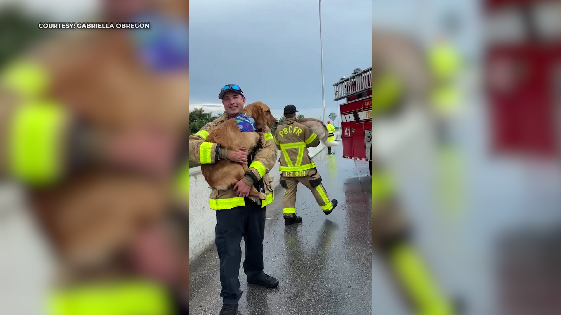Florida firefighters comfort dogs after car crash
