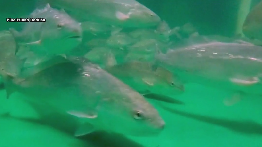 Bringing redfish to the community
