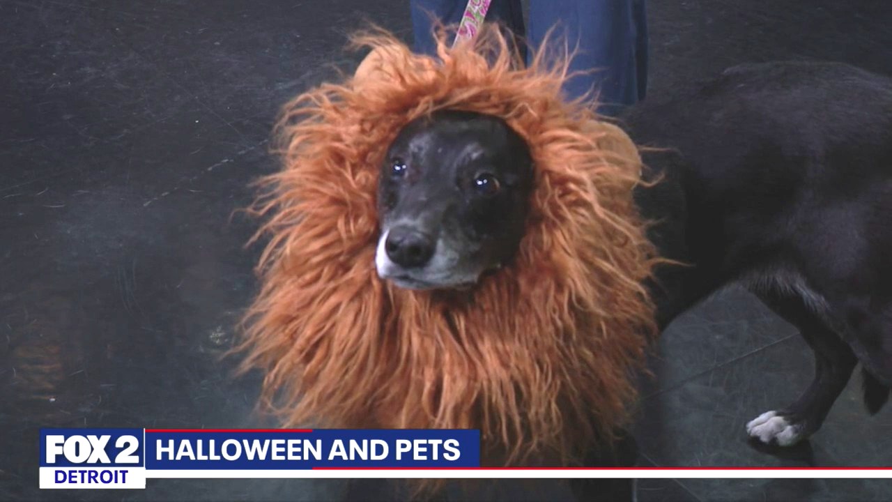 Keeping your pet safe for Halloween