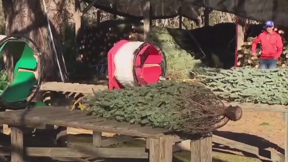 Charley's World | Ergle's Christmas Tree Farm
