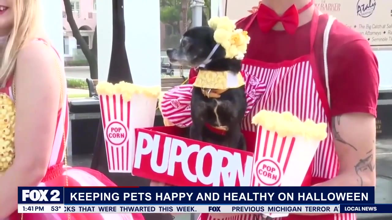 Pet safety tips this Halloween