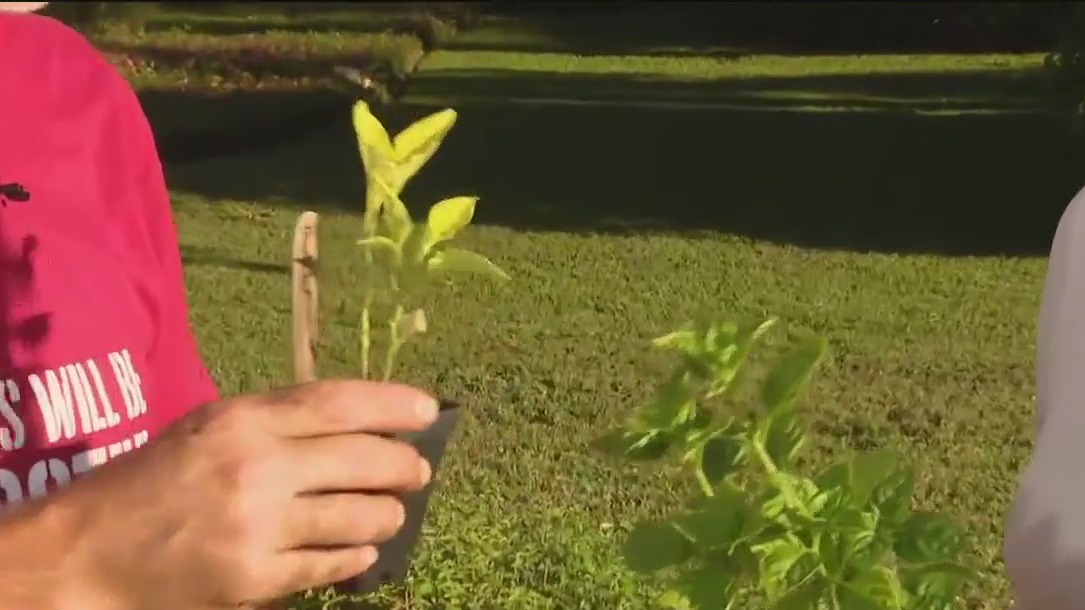 Planting heat-tolerant crops