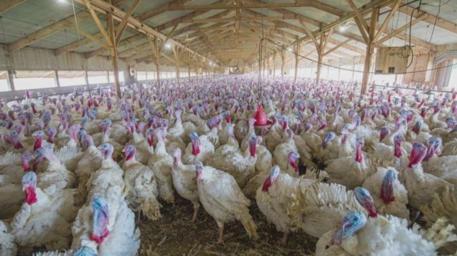 How the bird flu impacts turkey production in MN