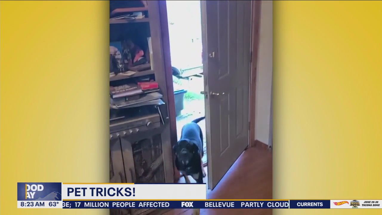 Pet Tricks for Thursday, June 20