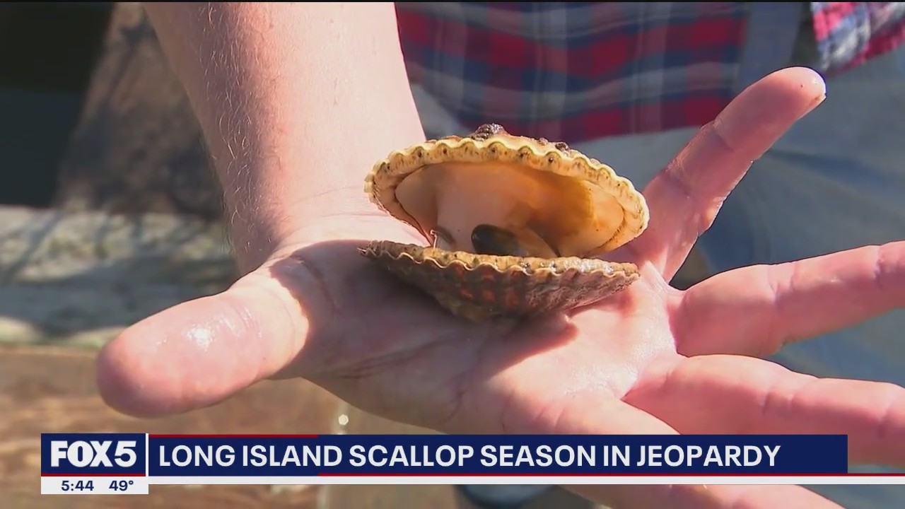 Long Island scallop season in jeopardy