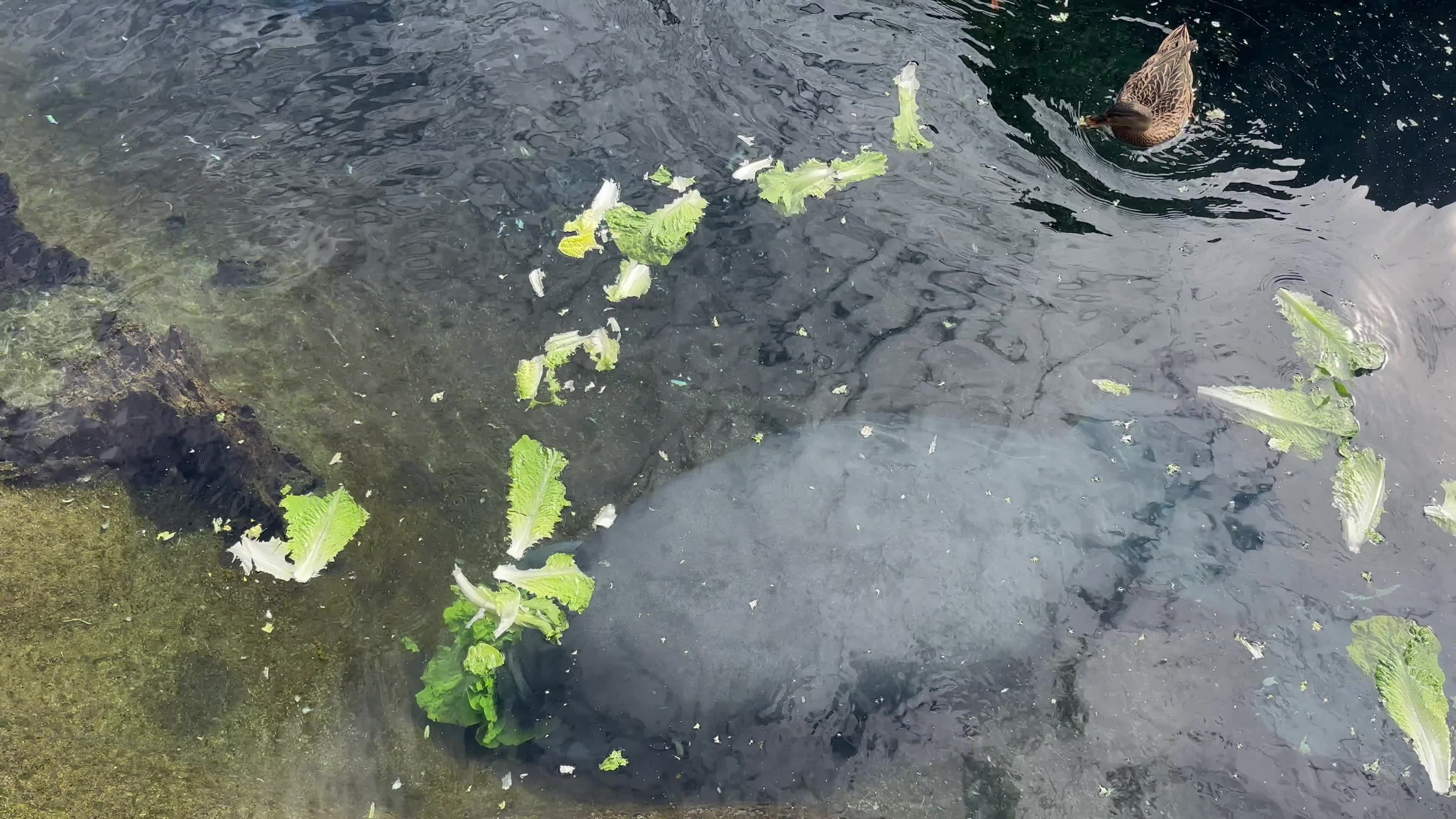 Manatee in pool at ZooTampa.