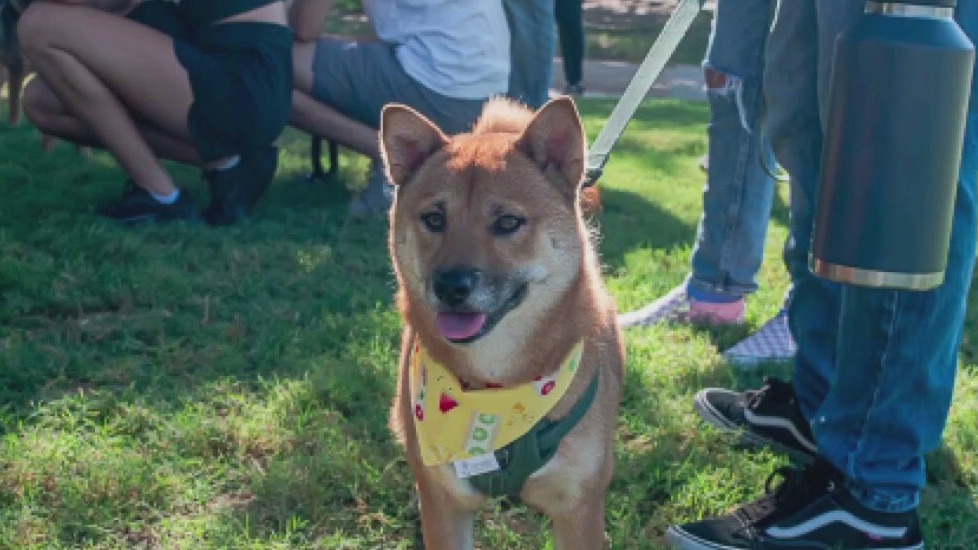 shiba 1/6 Scale Japanese Shiba Inu Figure (3 Colors) by Mr.Z