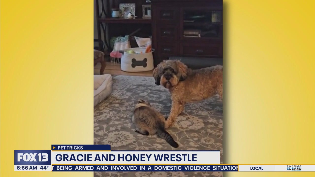 Pet Tricks for Monday, October 13