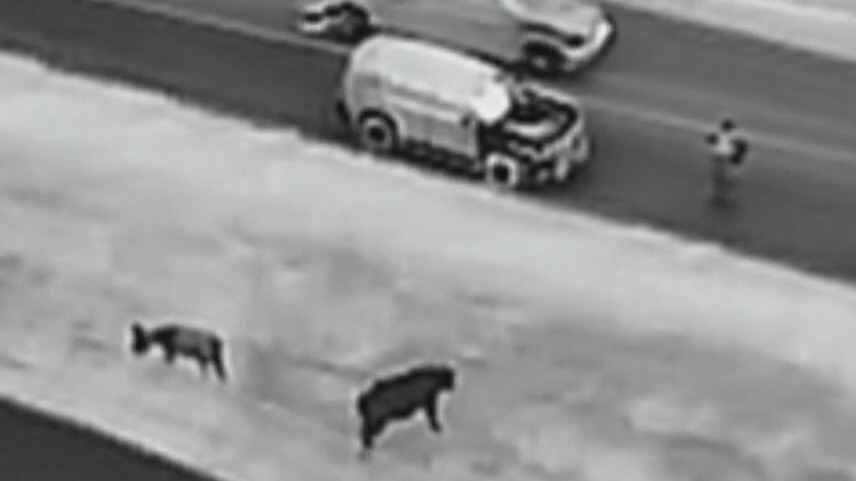 Fayette County Sheriff's Office uses drone to save horse, donkey