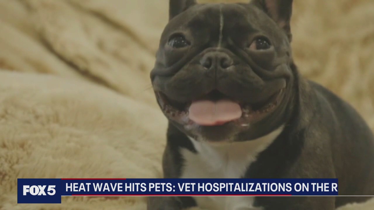 Dog days of summer: Keeping your pets safe