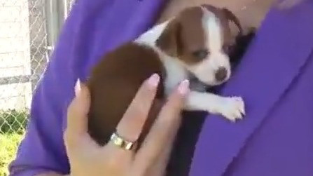 Orange County Animal Services flash sale