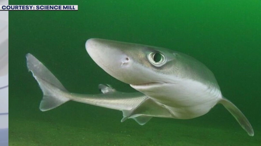 Shark Week at the Science Mill