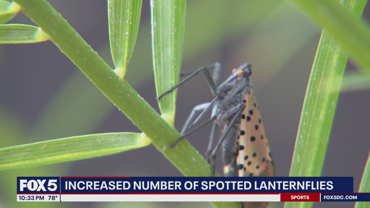 Increased numbers of spotted lanternflies across DMV