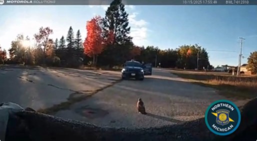 Michigan State Police trooper rescues injured red-tailed hawk