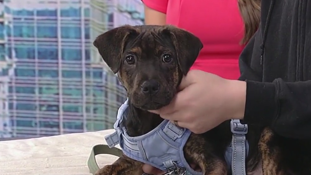 Meet Pop Rocks: Our Pet of the Day