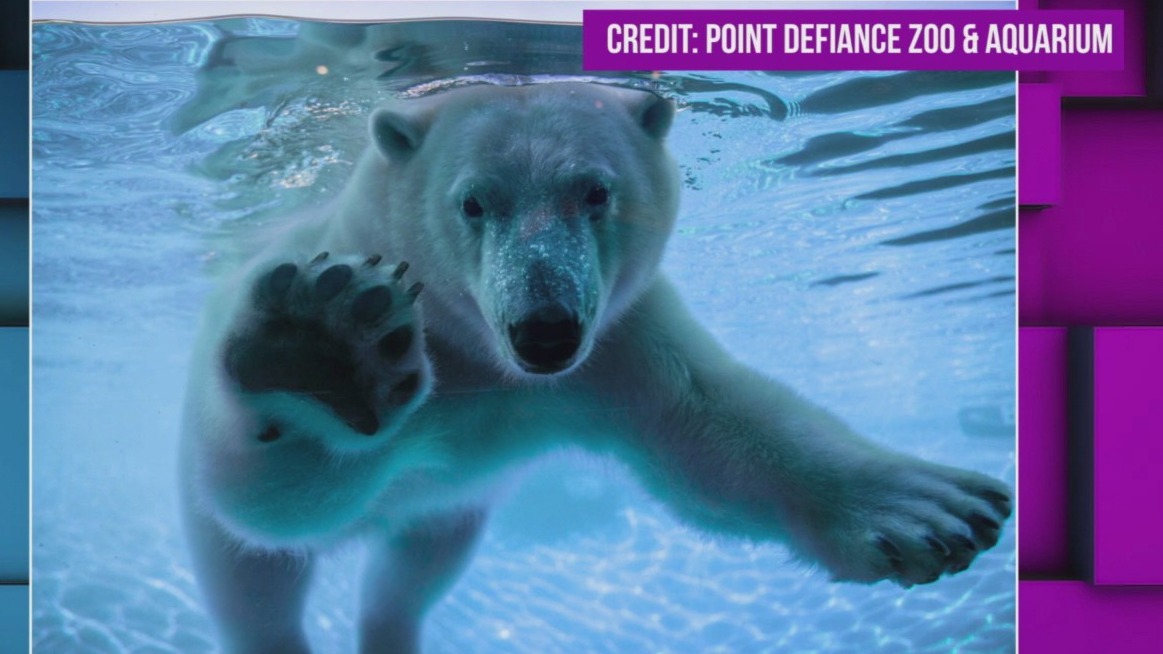 Astra arrives! Como Zoo’s new polar bear makes a splash