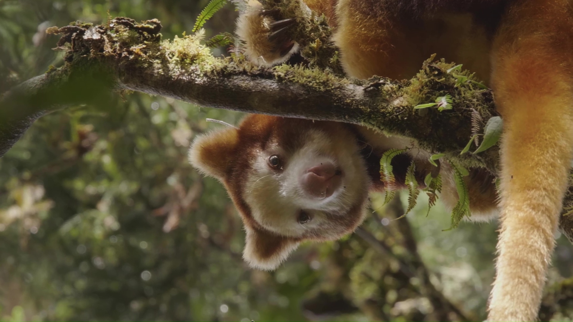 Saving Wildlife: Discovering NW Nature