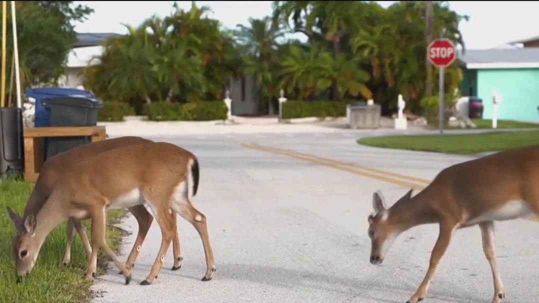 The Florida key deer's uncertain future