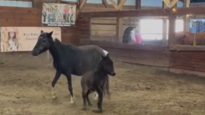 Mikey the Mule goes viral for kicking his mom