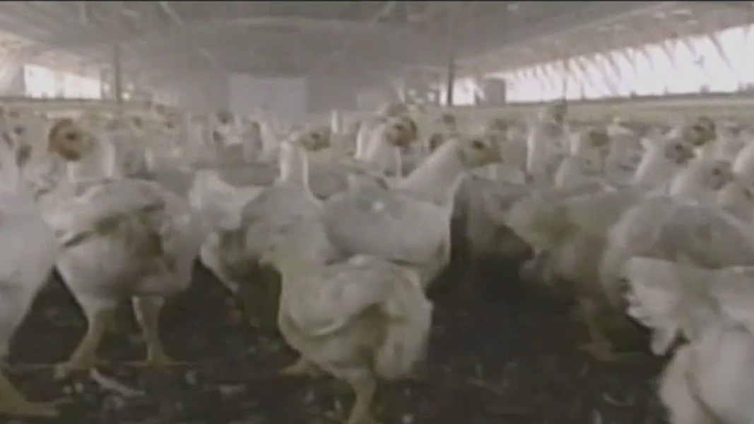 Trump admin sues state over inflated egg prices