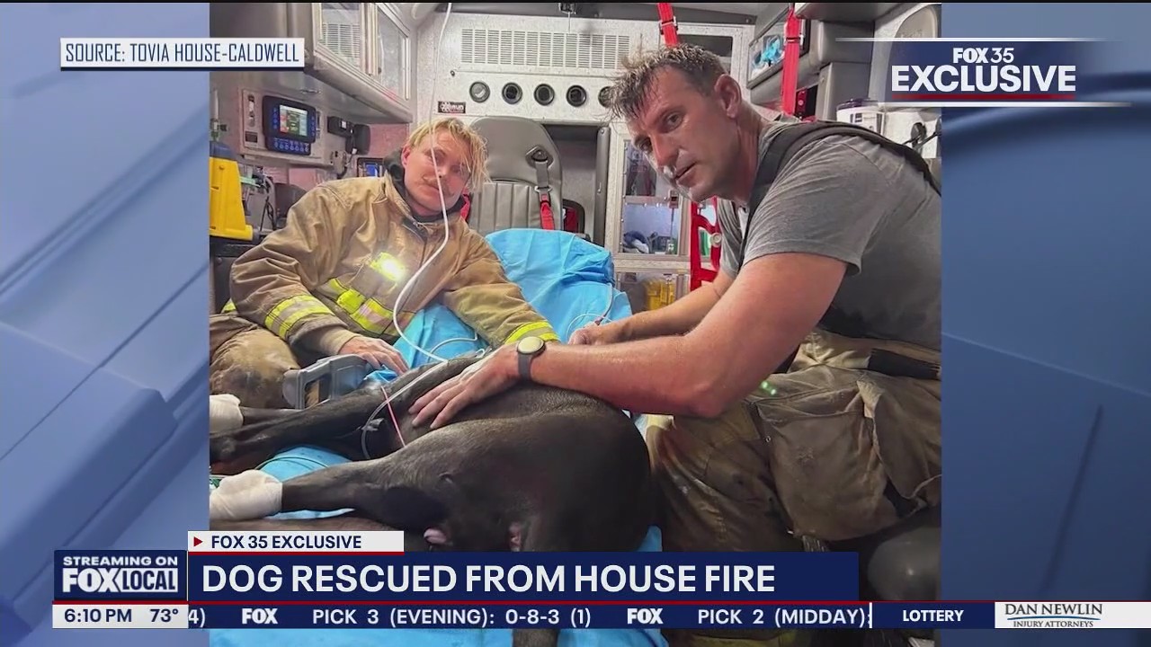 Florida pup stuck in bedroom during house fire, rescued
