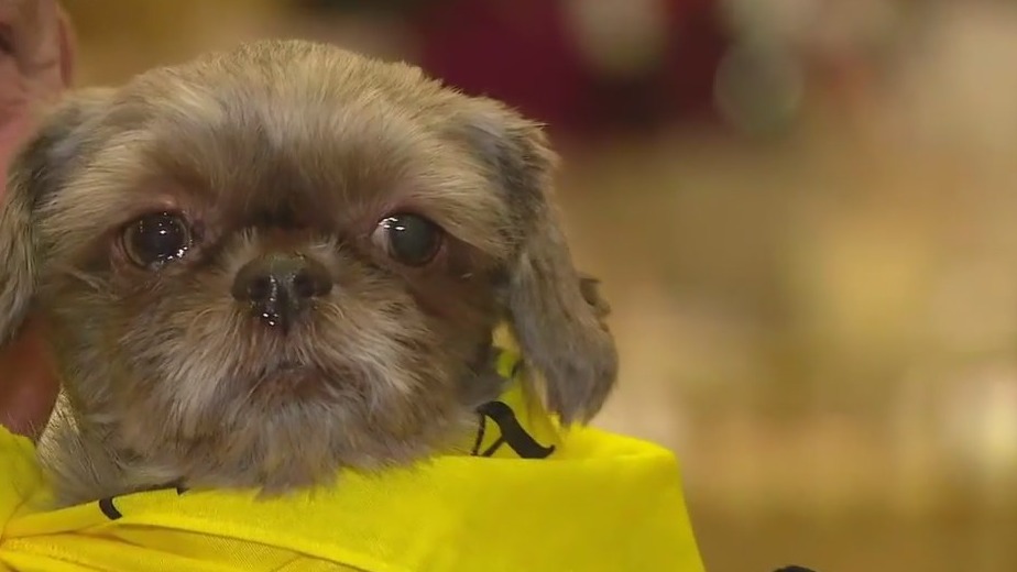 PAWS Chicago hosts 23rd annual Fur Ball
