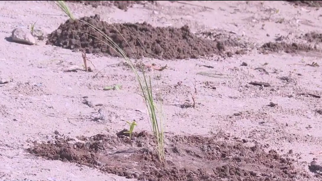 Planting sea oats on Anna Maria Island