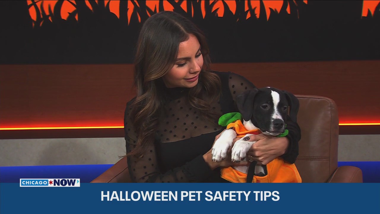 PAWS Chicago shares Halloween pet safety tips & adorable adoptions | ChicagoNOW