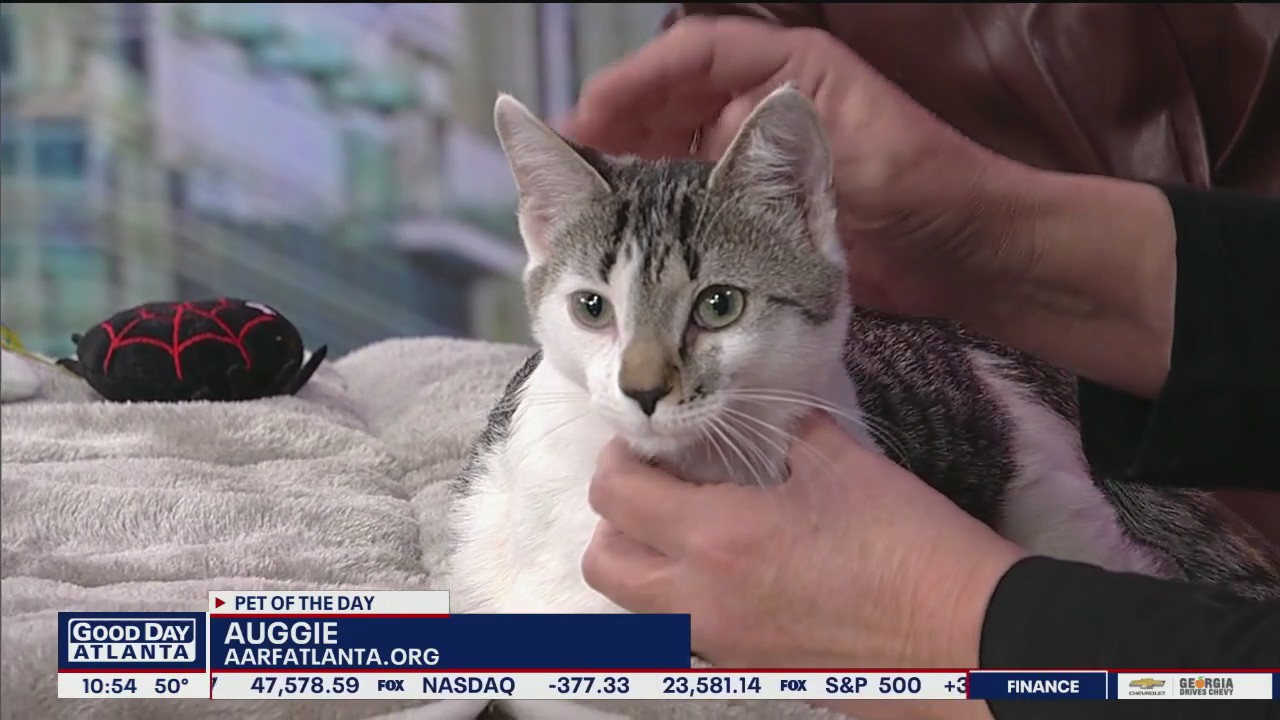 Pet of the Day: Atlanta Animal Rescue Friends