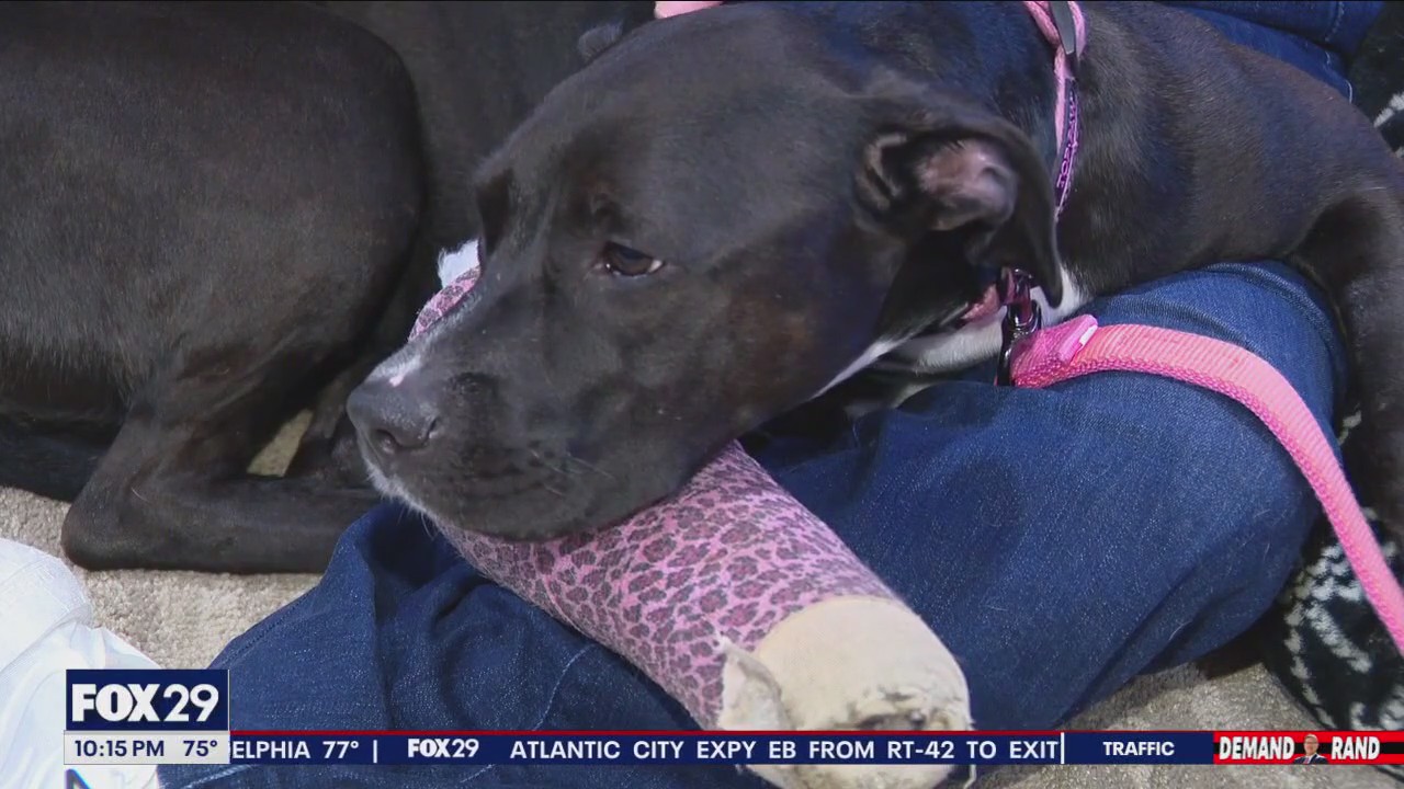 Dog survives fall off of bridge thanks to Samaritan and rescue