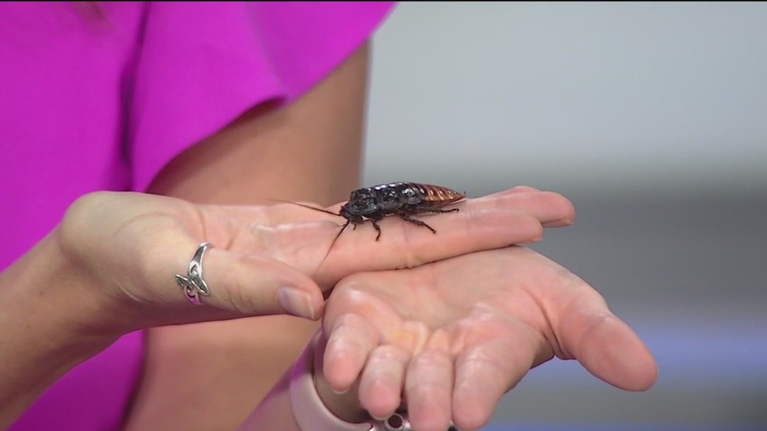Face your fears: Brookfield Zoo brings the creepy crawlers