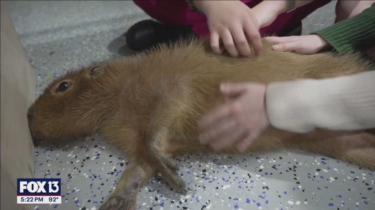St. Pete's Capybara Cafe offers cute, furry fun