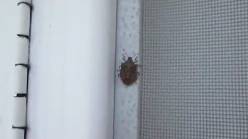Watch out for stink bugs this time of year, expert explains why