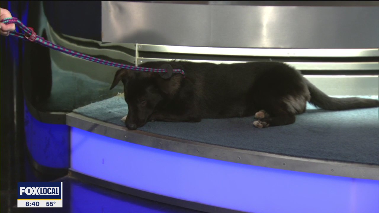 Dog Adoption Day at Klyde Warren Park