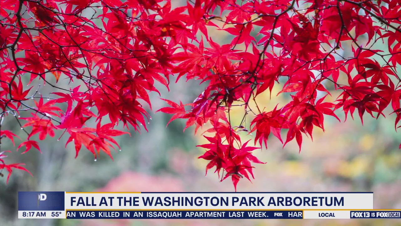 Best times and places to see peak fall leaf colors in Seattle and WA