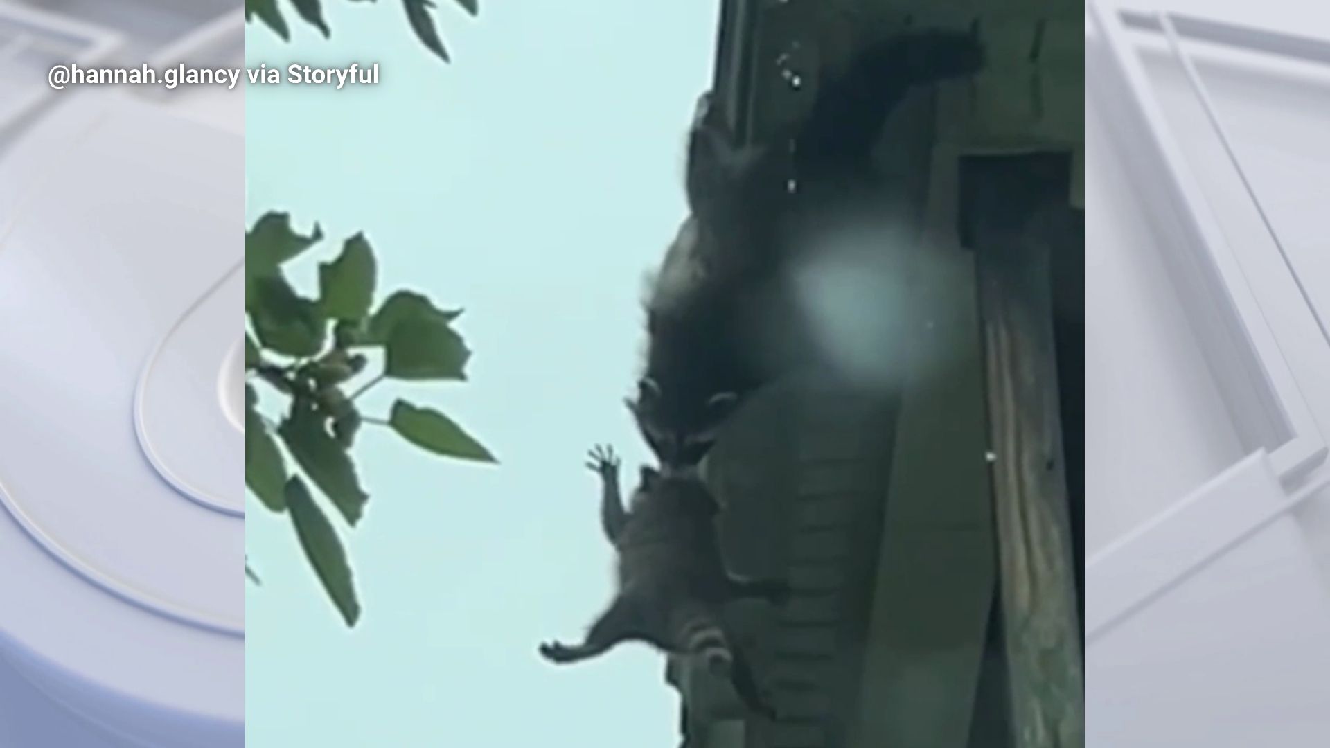 'Mama' raccoon saves baby from falling off roof