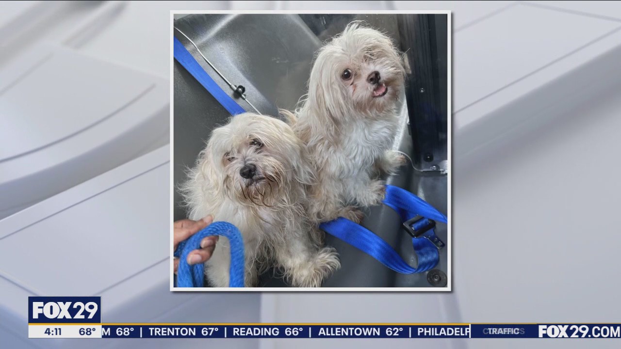 Temple police rescue animals in hot car