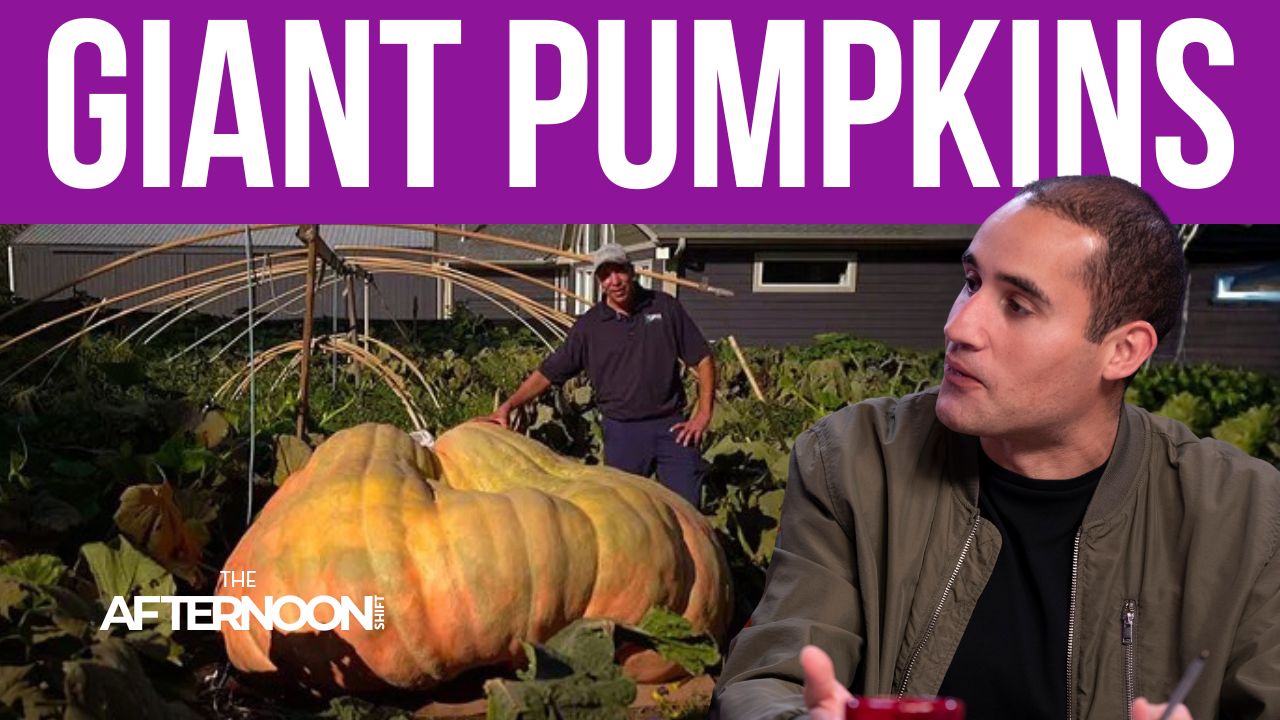 Minnesota’s giant pumpkin king grows record-breaking gourds
