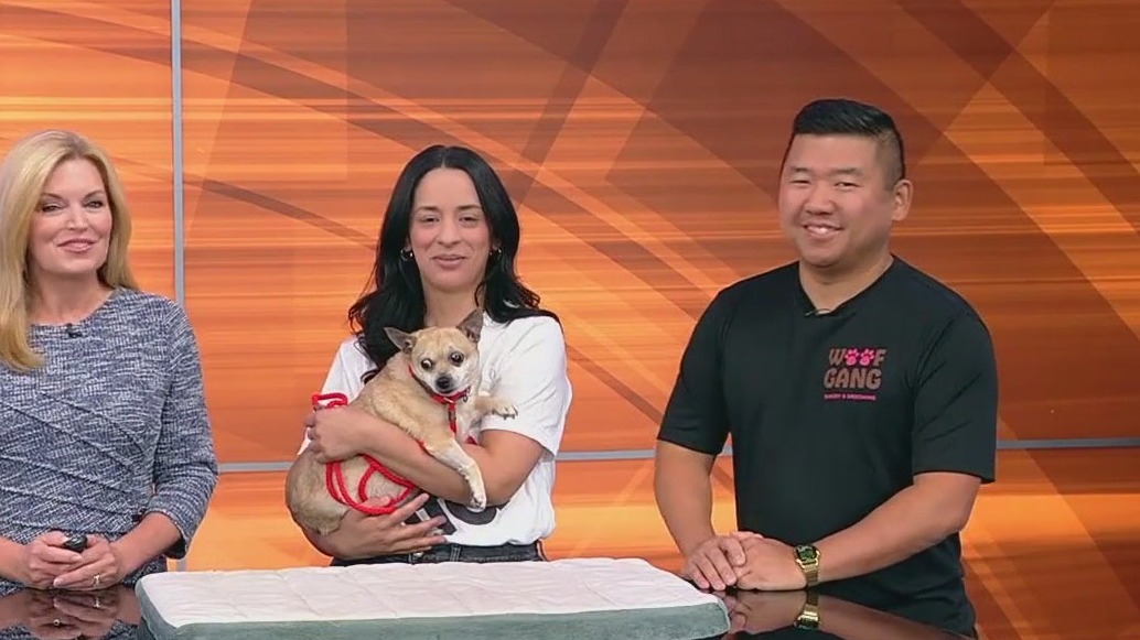 Meet Cutie Pie: Pet of the Day