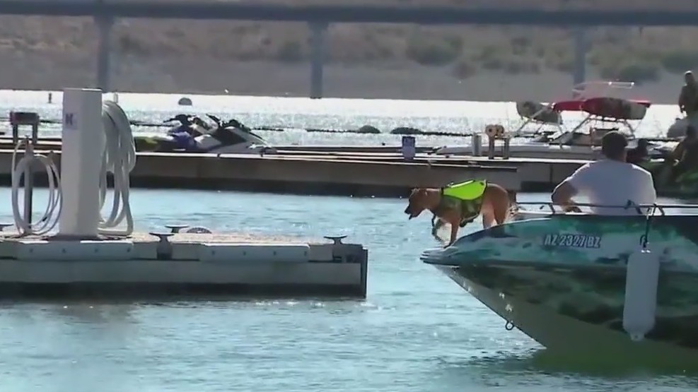 Pets and water safety