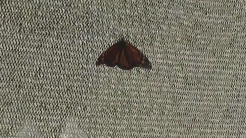 Last chance to step into summer at Navy Pier’s Butterfly House