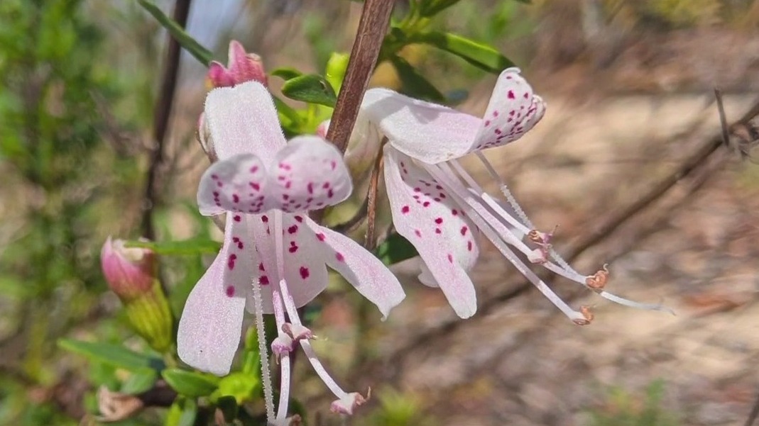 New highway threatening rare plant